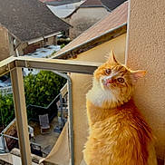 Garfield a rejoint le concours — aidez-le/la à gagner de superbes lots ! animal, balcony, building, cat, clouds, curious, daylight, feline, fluffy_cat, looking_back, nature, orange_cat, outdoor, pet, portrait, residential_area, roof, sky, tree, window