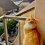 animal, balcony, building, cat, clouds, curious, daylight, feline, fluffy_cat, looking_back, nature, orange_cat, outdoor, pet, portrait, residential_area, roof, sky, tree, window