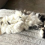 Meow Meow is registered to the contest to win money with this photo: animal, cat, companion, cozy, cute, domestic_animal, fluffy, fur, indoor, lying_down, paws, pet, relaxed, resting, sleepy, soft_texture, tabby, tail, whiskers, white_fur