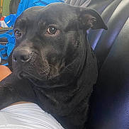 April Xilief is registered to the contest to win money with this photo: dog, black_dog, pet, close_up, leather_couch, indoor, backpack, furniture, side_view, canine, animal, companion, domestic, home, looking_away, sitting, fur, snout, ear, expression