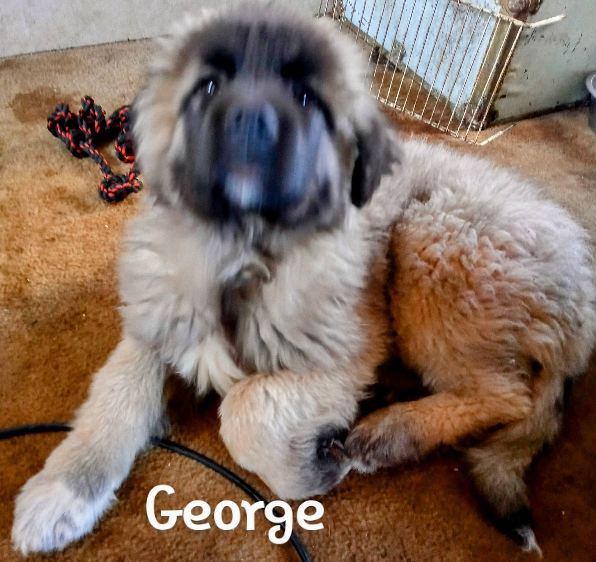 George is registered to the contest to win money with this photo: ancient_dog_breeds, canidae, carnivore, companion_dog, dog, dog_breed, fawn, fur, liver, non_sporting_group, paw, small_terrier, snout, sporting_group, tail, terrestrial_animal, toy_dog, whiskers, working_animal