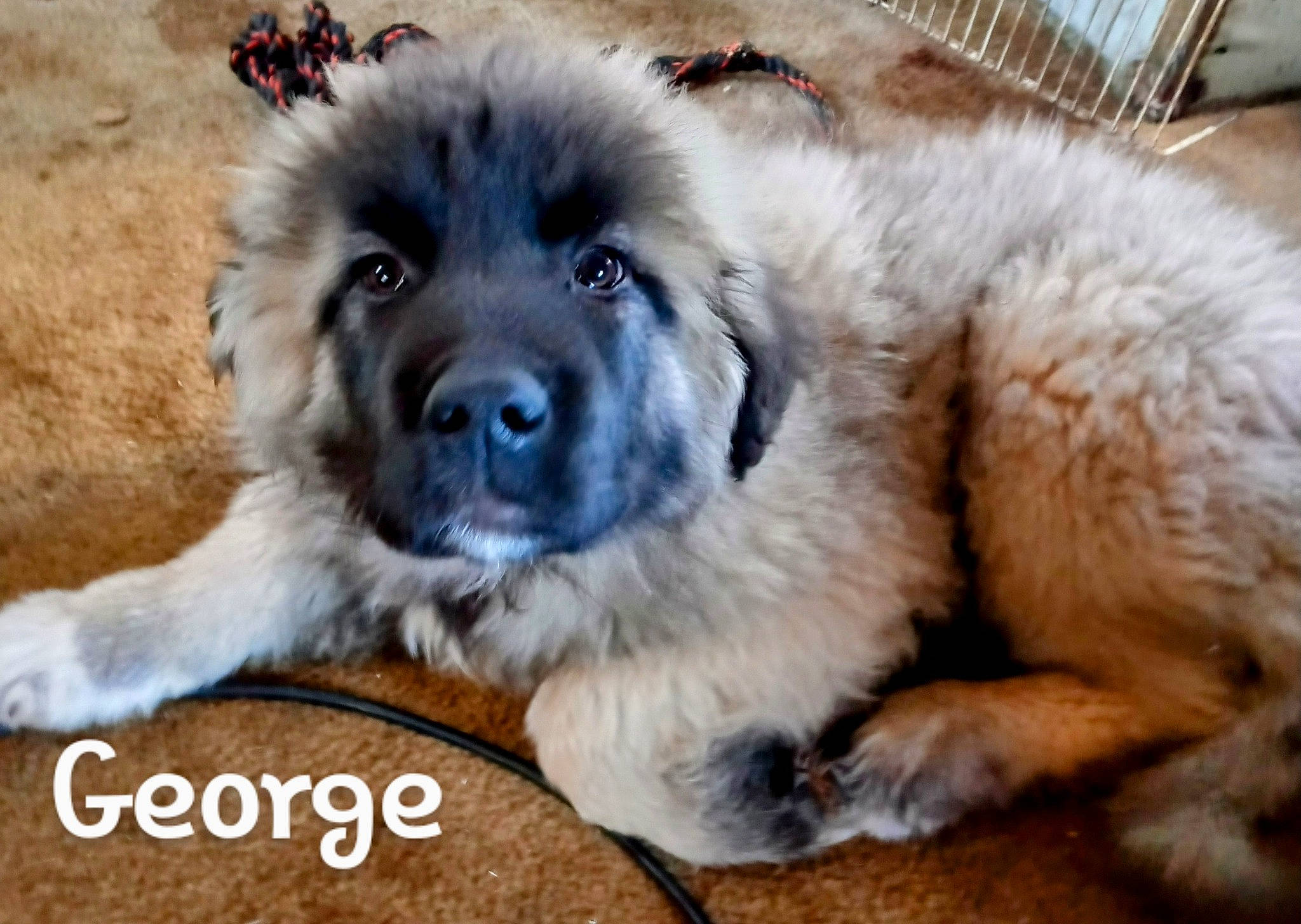 George joined the competition — help win amazing prizes! ancient_dog_breeds, canidae, carnivore, companion_dog, dog, dog_breed, fur, giant_dog_breed, sporting_group, terrestrial_animal, tibetan_mastiff, whiskers, working_dog