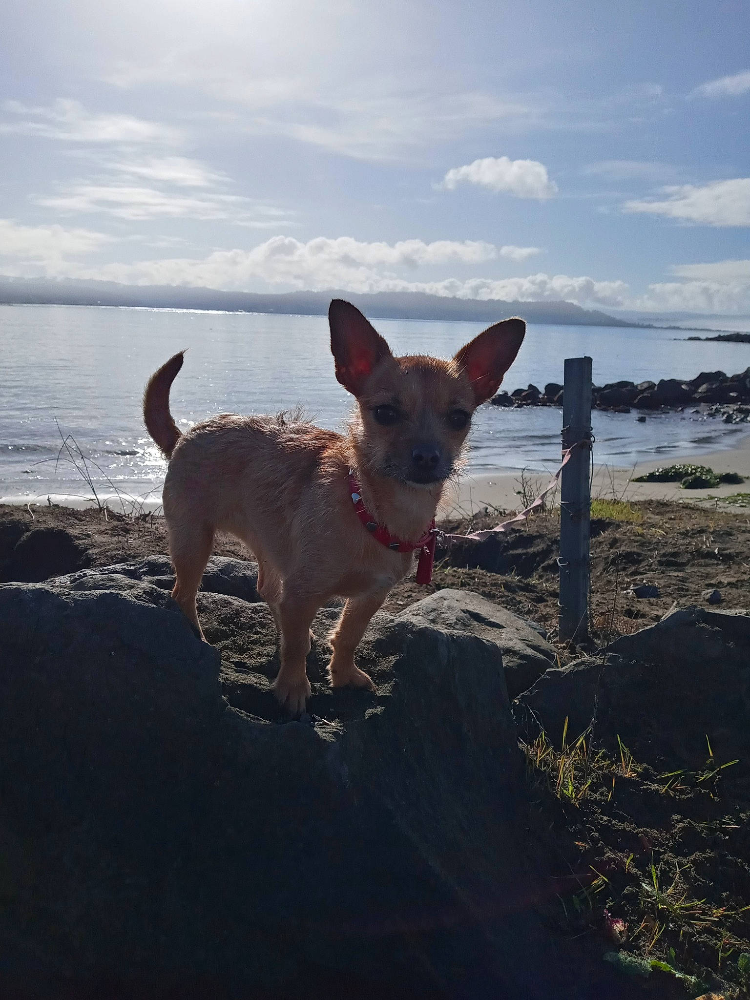 Cynder joined the competition — help win amazing prizes! beach, canidae, carnivore, cloud, collar, companion_dog, dog, dog_breed, fawn, horizon, lake, landscape, ocean, sky, snout, tail, water, wave, wind_wave, wood
