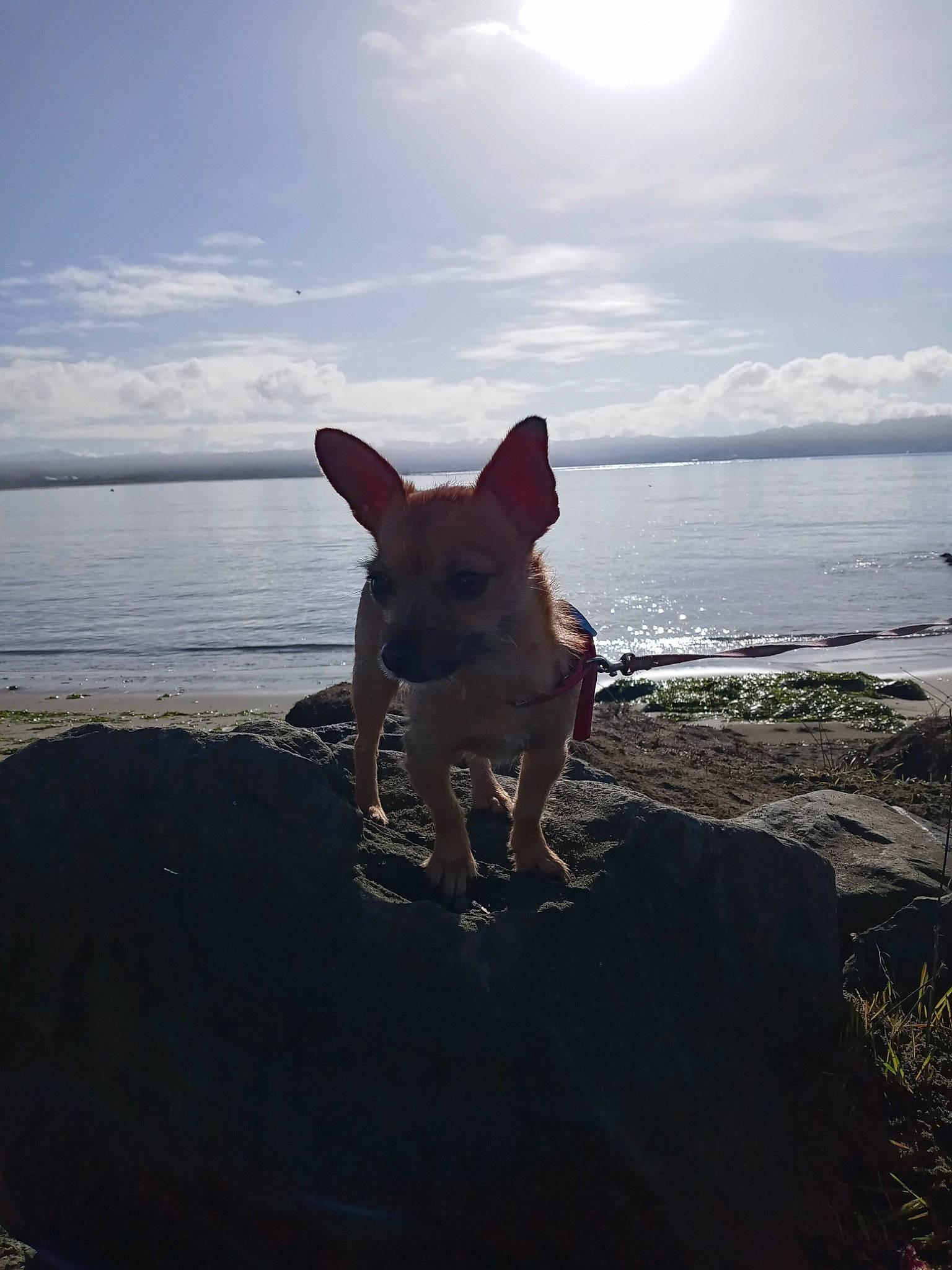 Cynder is registered to the contest to win money with this photo: beach, calm, canidae, carnivore, cloud, companion_dog, dog, dog_breed, fawn, fun, grass, horizon, lake, landscape, plant, sky, sporting_group, water, wind_wave, wood