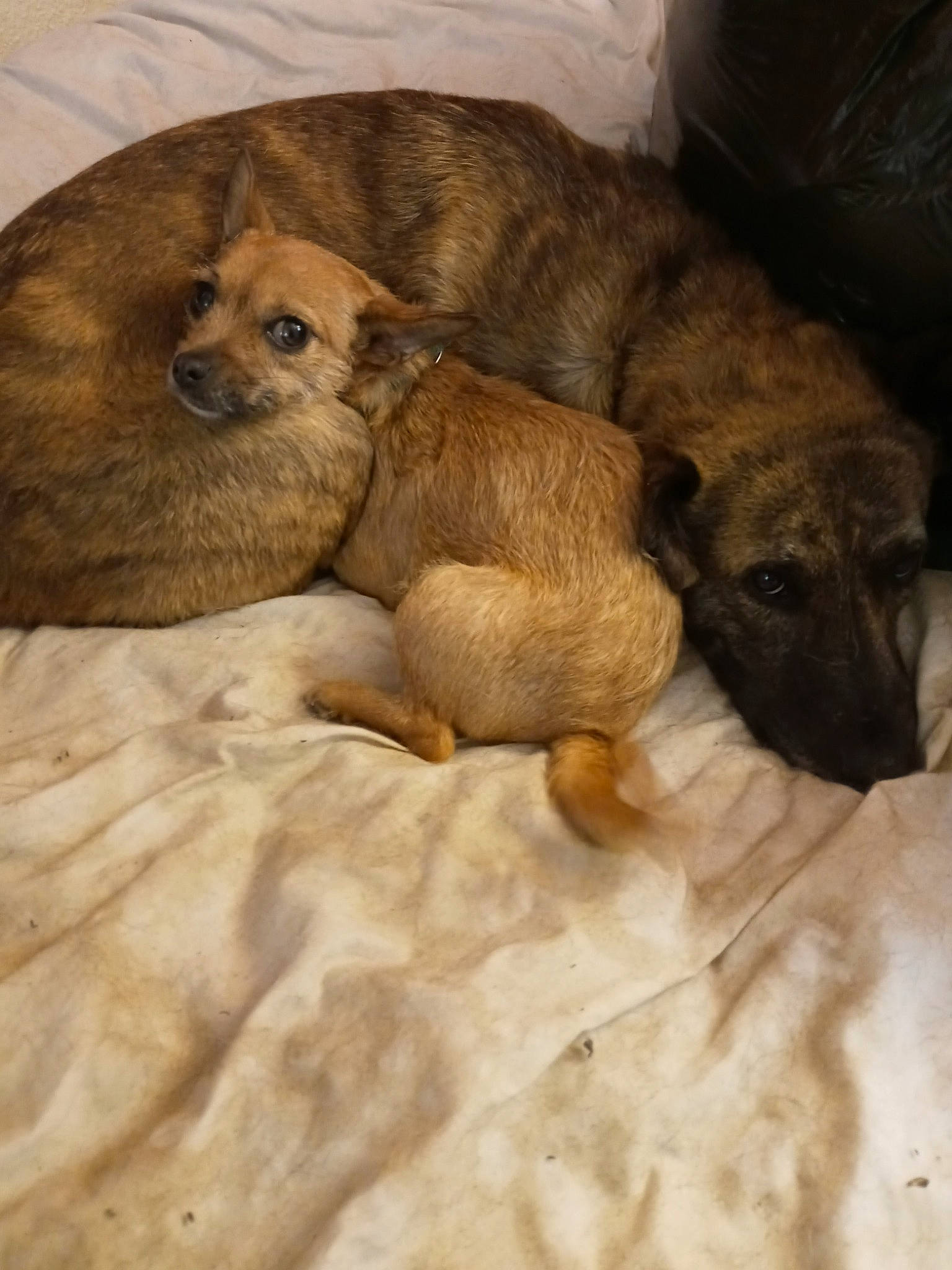 Cynder joined the competition — help win amazing prizes! canidae, carnivore, comfort, companion_dog, dog, dog_bed, dog_breed, fawn, fur, linens, liver, nap, paw, puppy, puppy_love, snout, sporting_group, terrestrial_animal, whiskers, working_animal