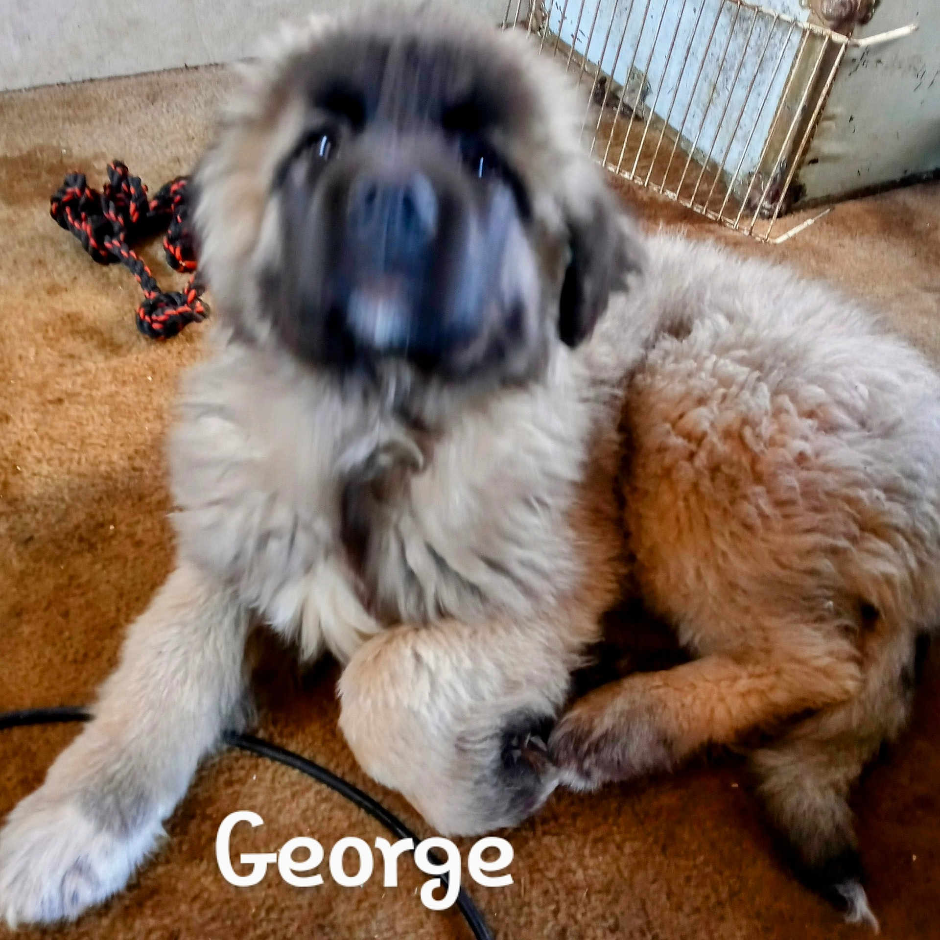 George