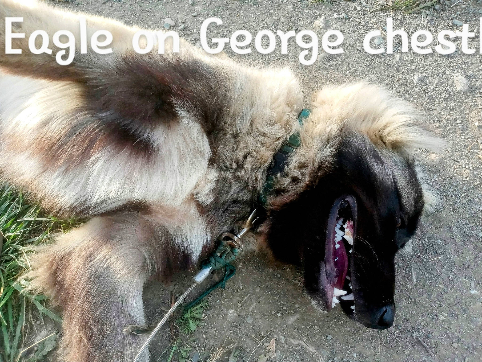 George is registered to the contest to win money with this photo: canidae, claw, companion_dog, dog_breed, felidae, font, foot, fur, liver, pack_animal, paw, photo_caption, snout, sporting_group, tail, terrestrial_animal, whiskers, wildlife, working_animal
