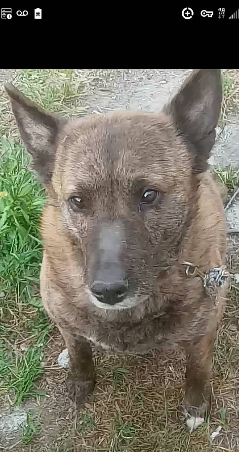 Becca is registered to the contest to win money with this photo: ancient_dog_breeds, canidae, carnivore, dog, dog_breed, fawn, fur, grass, plant, snout, sporting_group, terrestrial_animal, whiskers, wildlife, working_animal, working_dog