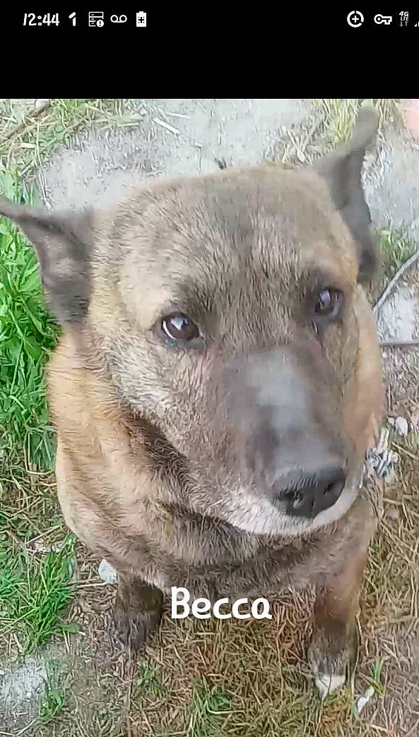 Becca joined the competition — help win amazing prizes! canidae, carnivore, collar, companion_dog, dog, dog_breed, eye, fawn, fur, grass, non_sporting_group, plant, snout, sporting_group, terrestrial_animal, whiskers, wildlife, working_animal