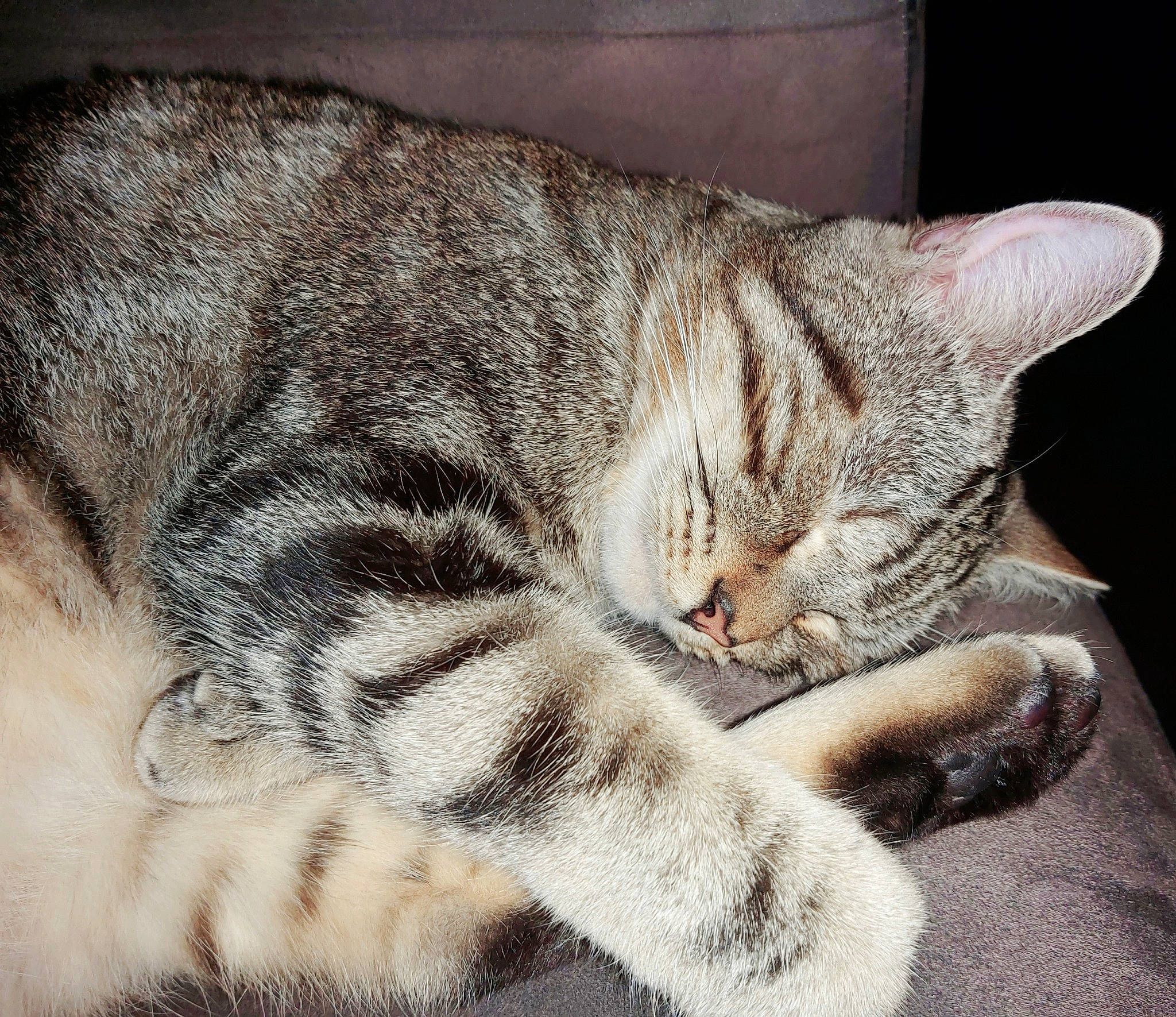 Floky a rejoint le concours — aidez-le/la à gagner de superbes lots ! american_shorthair, american_wirehair, asian, carnivore, cat, domestic_short_haired_cat, dragon_li, ear, european_shorthair, eye, felidae, fur, mammal, nap, paw, sleep, small_to_medium_sized_cats, snout, tabby_cat, whiskers