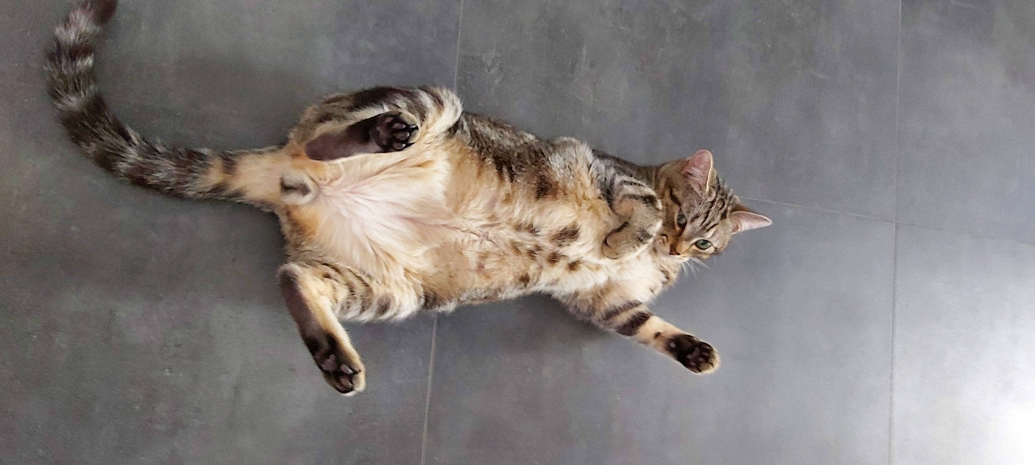 Floky a rejoint le concours — aidez-le/la à gagner de superbes lots ! aegean_cat, asian, australian_mist, bengal, carnivore, cat, domestic_short_haired_cat, dragon_li, egyptian_mau, european_shorthair, felidae, mammal, ocicat, oriental_longhair, small_to_medium_sized_cats, sokoke, tabby_cat, vertebrate, whiskers, wild_cat