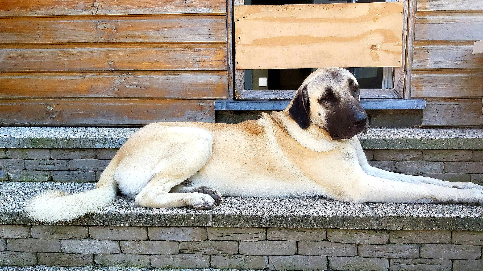 Jack a rejoint le concours — aidez-le/la à gagner de superbes lots ! anatolian_shepherd_dog, canidae, carnivore, dog, dog_breed, fawn, guard_dog, kangal_dog, mammal, snout, tail, vertebrate