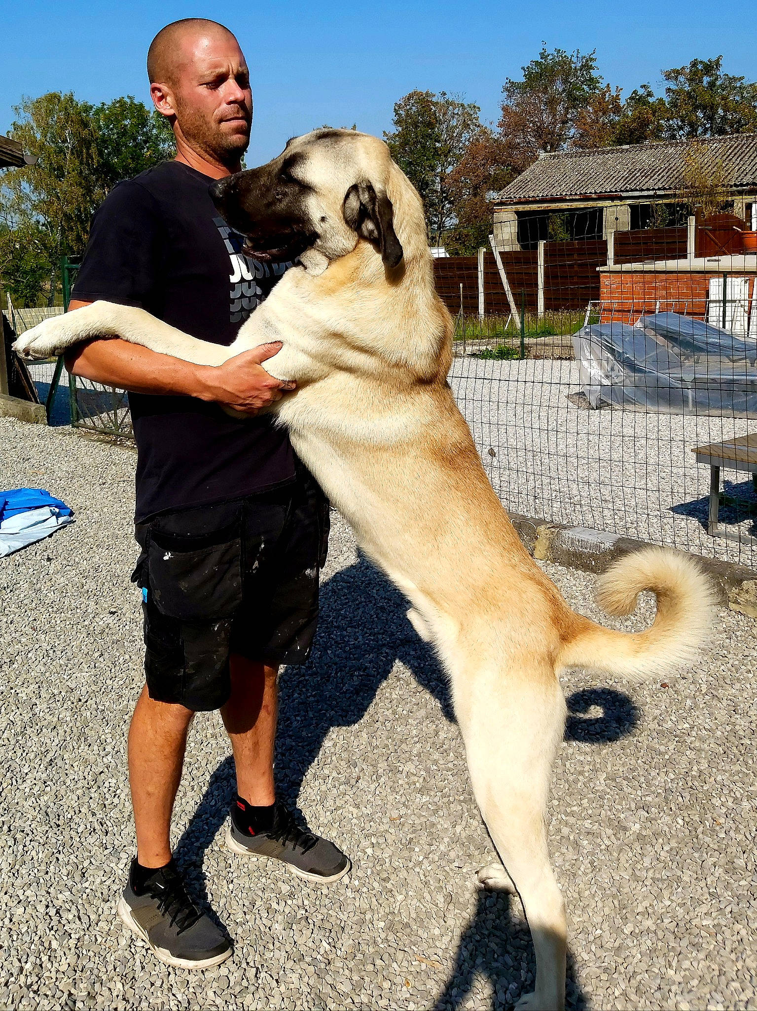 Jack participe au concours pour gagner de l'argent avec cette photo : anatolian_shepherd_dog, ancient_dog_breeds, canidae, carnivore, chinook, czechoslovakian_wolfdog, dog, dog_breed, fawn, kangal_dog, korean_jindo_dog, livestock_guardian_dog, mammal, norwegian_buhund, vertebrate