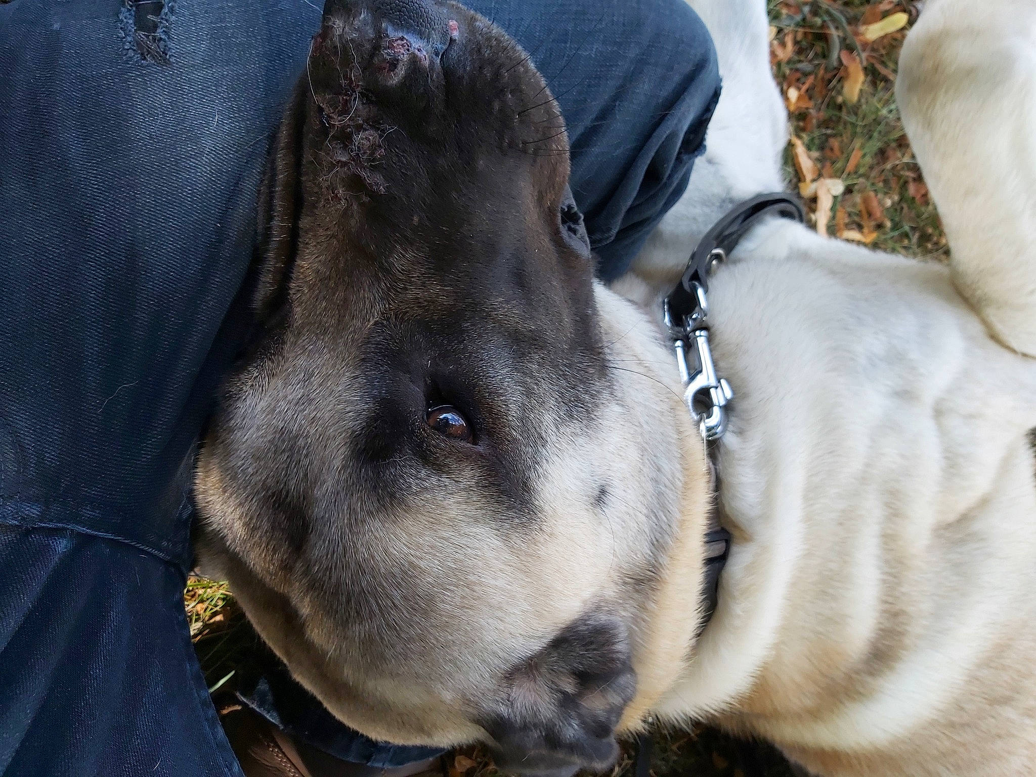 Jack a rejoint le concours — aidez-le/la à gagner de superbes lots ! canidae, carnivore, dog, dog_breed, fawn, non_sporting_group, nose, snout