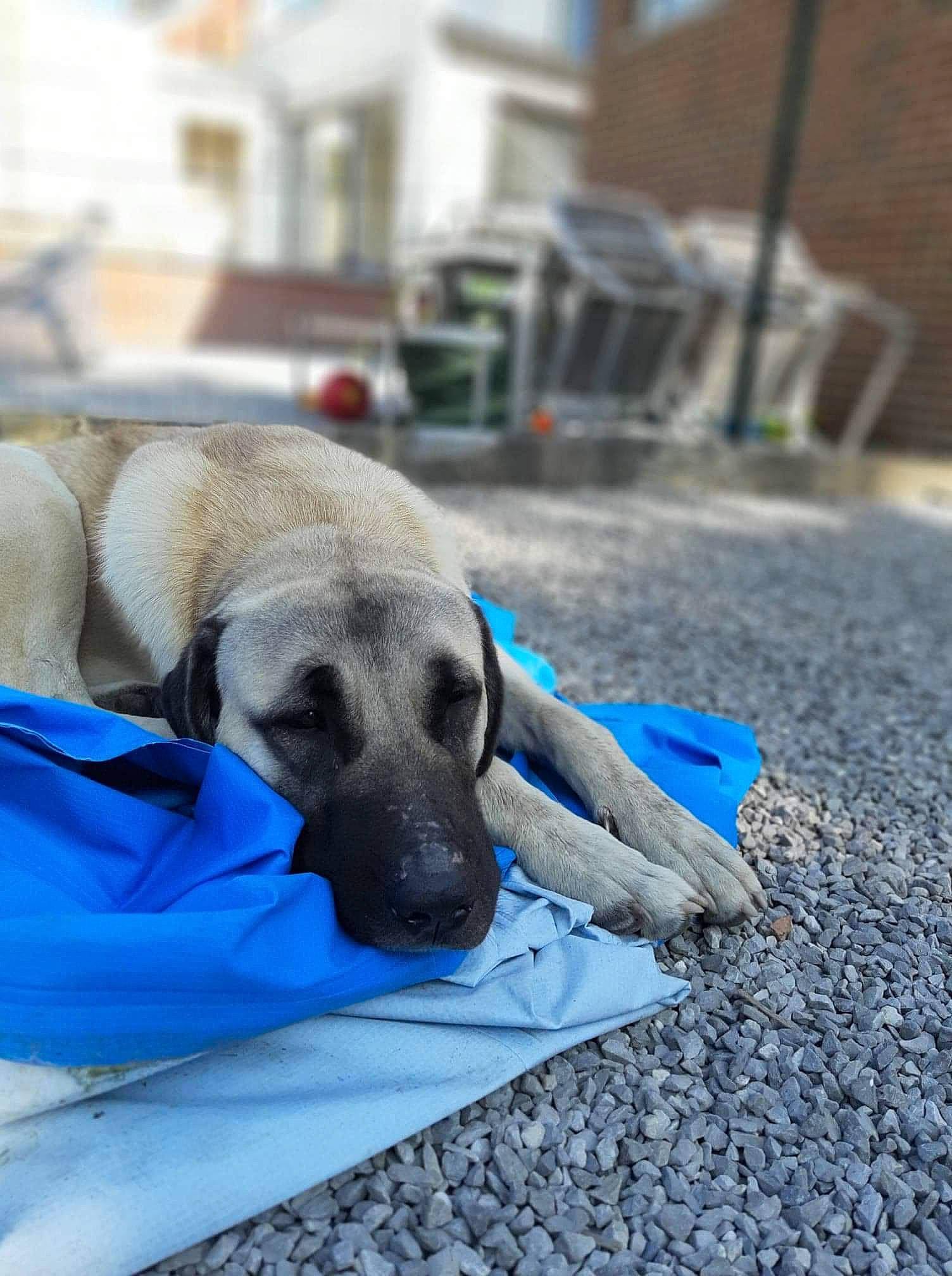 Jack participe au concours pour gagner de l'argent avec cette photo : anatolian_shepherd_dog, black_mouth_cur, canidae, carnivore, dog, dog_breed, fawn, kangal_dog, road, snout, sporting_group, street, street_dog, working_dog