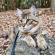 Dexter participe au concours pour gagner de l'argent avec cette photo : cat, tabby, animal, forest, rock, leaves, outdoor, nature, fur, whiskers, ears, green_eyes, curious, moss, wildlife, pet, autumn, tree, daylight, closeup
