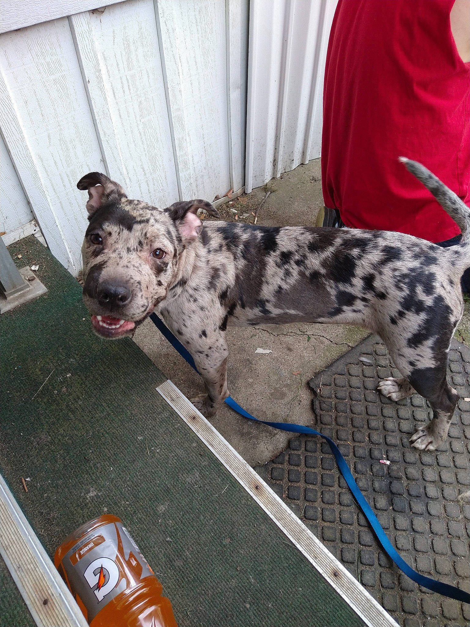 Indica joined the competition — help win amazing prizes! art, canidae, carnivore, collar, companion_dog, dog, dog_breed, dog_collar, dog_supply, guard_dog, leash, military_camouflage, non_sporting_group, pattern, snout, sporting_group, terrestrial_animal, working_dog