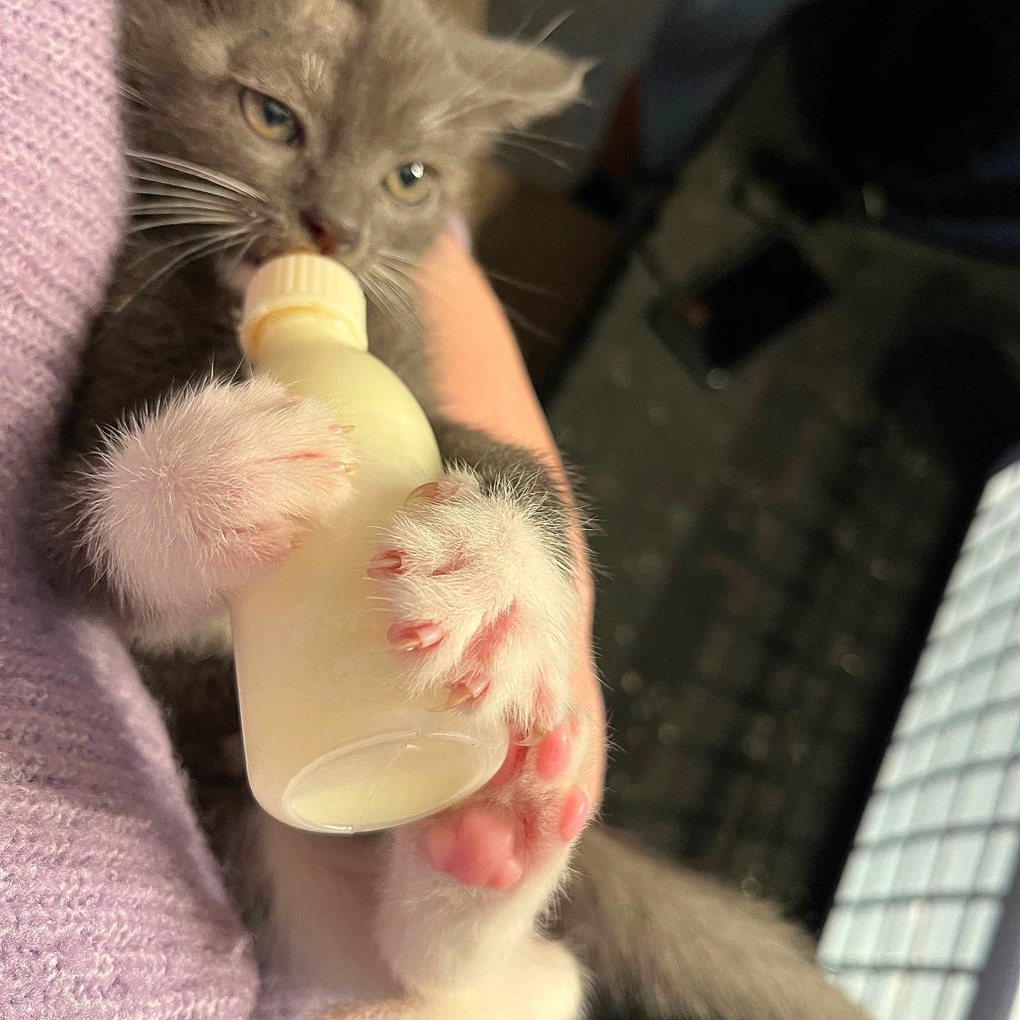 Baloo participe au concours pour gagner de l'argent avec cette photo : animal, beverage, bodypart, cat, computer, computerhardware, computerkeyboard, couch, electronics, finger, furniture, hand, hardware, kitten, laptop, monitor, pc, person, pet, screen