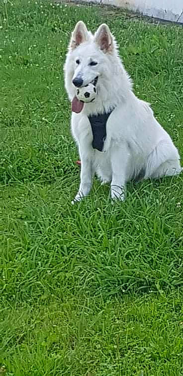 Rayban a rejoint le concours — aidez-le/la à gagner de superbes lots ! canidae, canis, carnivore, companion_dog, dog, dog_breed, fur, grass, grass_family, grassland, groundcover, indian_spitz, lawn, maremma_sheepdog, plant, snout, spitz, sporting_group, terrestrial_animal, working_animal