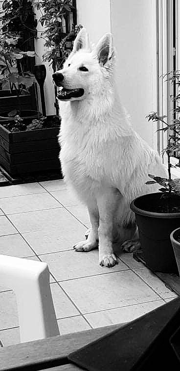 Rayban participe au concours pour gagner de l'argent avec cette photo : black, black_and_white, carnivore, companion_dog, dog, dog_breed, flowerpot, fur, houseplant, monochrome, monochrome_photography, photograph, plant, snapshot, snout, style, tail, whiskers, white, working_animal