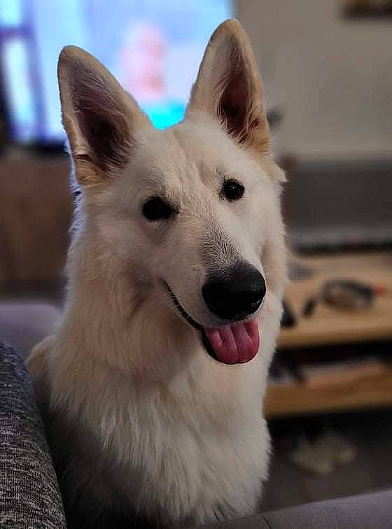 Rayban a rejoint le concours — aidez-le/la à gagner de superbes lots ! ancient_dog_breeds, canidae, carnivore, collar, companion_dog, dog, dog_breed, eye, fawn, fur, herding_dog, non_sporting_group, puppy, snout, sporting_group, tail, whiskers, working_animal, working_dog