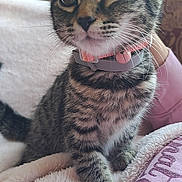 Tabitha joined the competition — help win amazing prizes! cat, kitten, tabby, pet, collar, whiskers, fur, paw, blanket, hand, cozy, indoor, cute, animal, feline, closeup, resting, soft, young, domestic