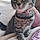 Tabitha