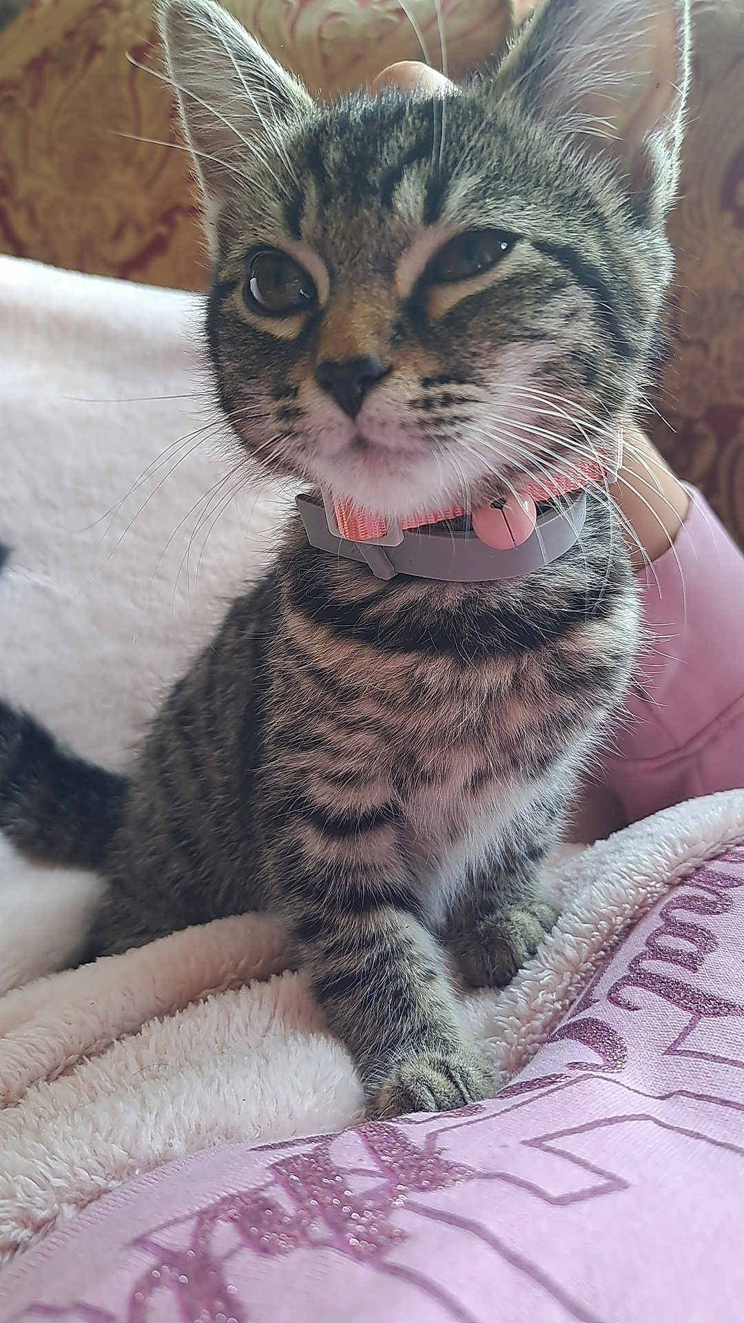 Tabitha joined the competition — help win amazing prizes! cat, kitten, tabby, pet, collar, whiskers, fur, paw, blanket, hand, cozy, indoor, cute, animal, feline, closeup, resting, soft, young, domestic