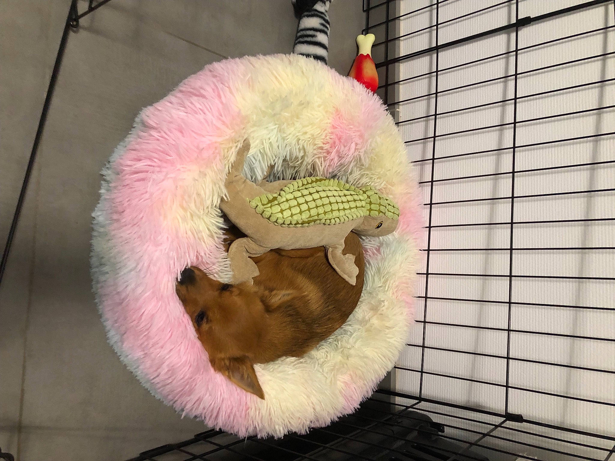 Oxie a rejoint le concours — aidez-le/la à gagner de superbes lots ! baby_toys, eye, fun, fur, magenta, organism, plush, snout, stuffed_toy, tail, thread, wool