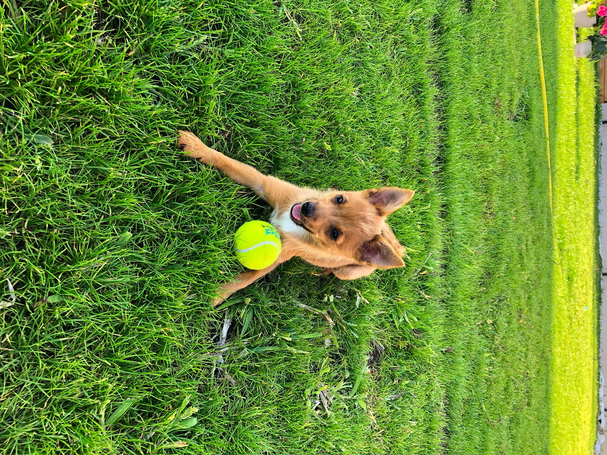 Oxie participe au concours pour gagner de l'argent avec cette photo : carnivore, companion_dog, dog, dog_breed, fawn, field, fun, grass, grass_family, grassland, green, groundcover, happy, lawn, leaf, leisure, meadow, people_in_nature, plant, wood