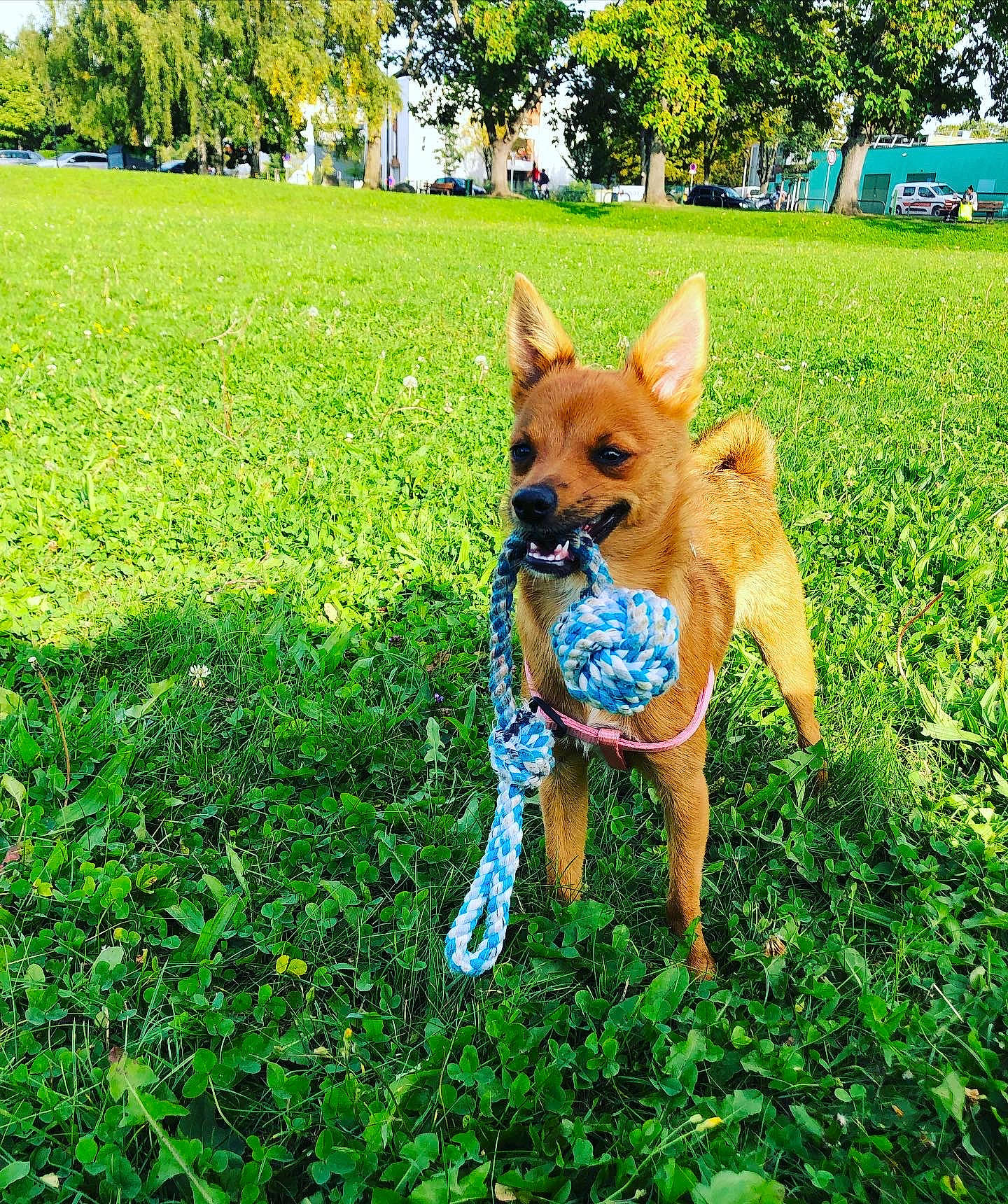 Oxie participe au concours pour gagner de l'argent avec cette photo : canidae, carnivore, companion_dog, dog, dog_breed, dog_supply, fawn, grass, grassland, green, groundcover, lawn, people_in_nature, plant, sporting_group, tail, terrestrial_animal, terrier, toy_dog, tree