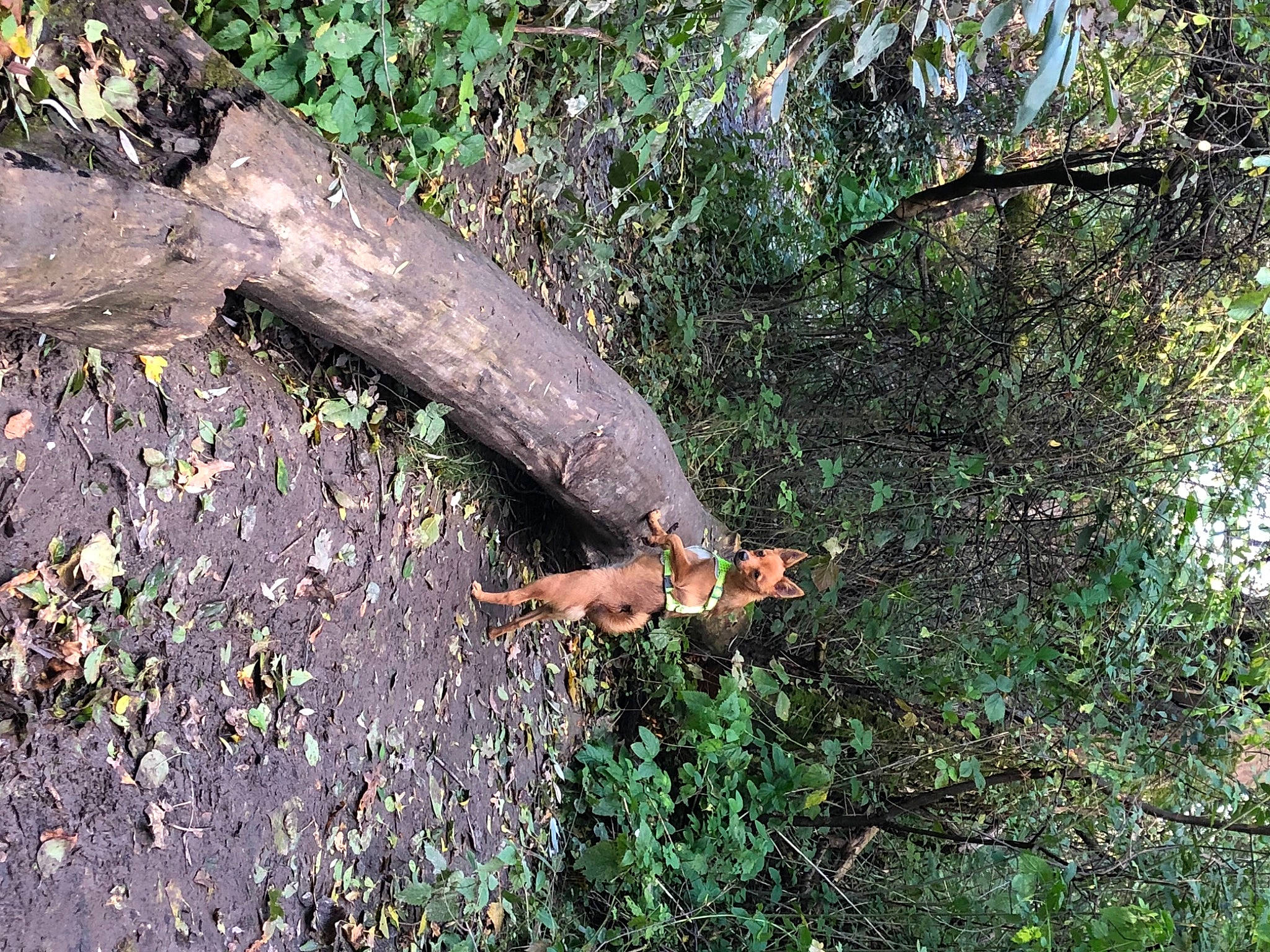 Oxie a rejoint le concours — aidez-le/la à gagner de superbes lots ! beak, forest, grass, jungle, natural_landscape, northern_hardwood_forest, old_growth_forest, plant, plant_stem, soil, tail, temperate_broadleaf_and_mixed_forest, terrestrial_animal, terrestrial_plant, tree, trunk, twig, wildlife, wood, woodland