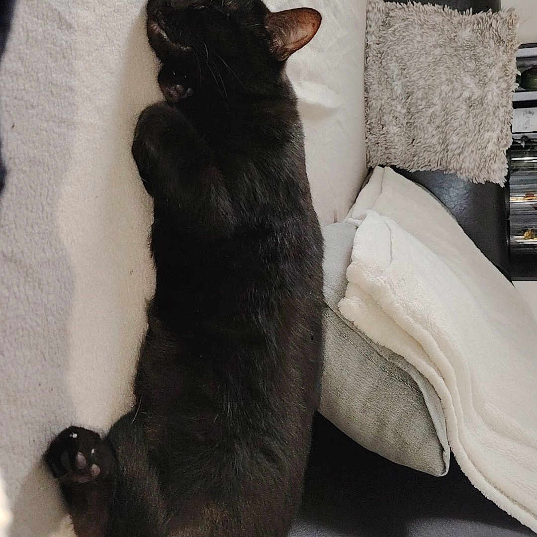 Gaya a rejoint le concours — aidez-le/la à gagner de superbes lots ! animal, architecture, bed, bedroom, blackcat, blanket, building, cat, chair, couch, cushion, furniture, homedecor, indoors, kitten, livingroom, person, pet, room, sleeping