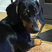 Aristo a rejoint le concours — aidez-le/la à gagner de superbes lots ! dog, dachshund, black_and_tan, pet, animal, floppy_ears, long_nose, brown_eyes, lying_down, paws, carpet, indoor, home, furniture, heater, portrait, close_up, relaxed, cute, photography