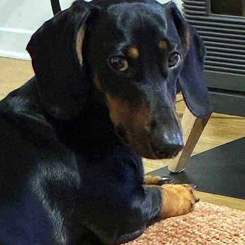 Aristo a rejoint le concours — aidez-le/la à gagner de superbes lots ! dog, dachshund, black_and_tan, pet, animal, floppy_ears, long_nose, brown_eyes, lying_down, paws, carpet, indoor, home, furniture, heater, portrait, close_up, relaxed, cute, photography