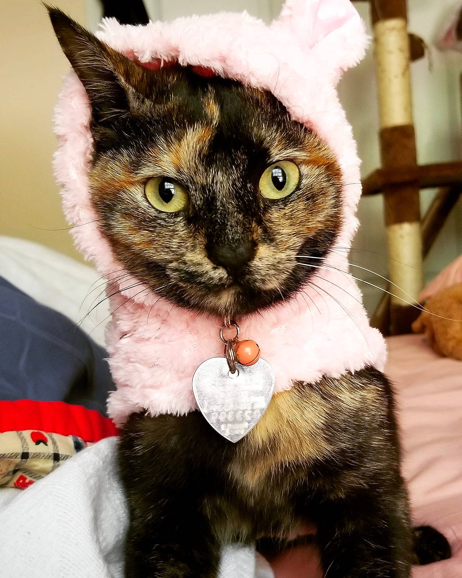 Ramona joined the competition — help win amazing prizes! american_wirehair, asian, carnivore, cat, domestic_short_haired_cat, felidae, fur, german_rex, kitten, mammal, small_to_medium_sized_cats, snout, whiskers