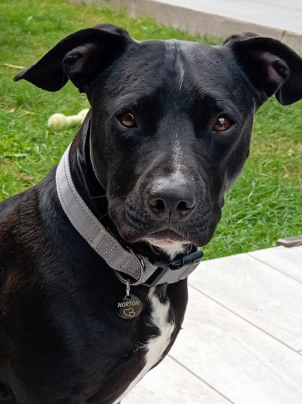 Horton participe au concours pour gagner de l'argent avec cette photo : dog, black_dog, pet, collar, tag, outdoor, grass, tile_floor, close_up, portrait, animal, canine, mammal, alert, ears, fur, nose, whiskers, background, domestic_animal
