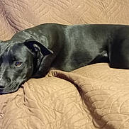 Horton a rejoint le concours — aidez-le/la à gagner de superbes lots ! dog, black_dog, couch, quilted_blanket, indoor, pet, laying_down, relaxed, fur, canine, animal, comfort, home, resting, brown, texture, ears, eyes, paw, tail