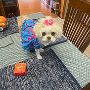 Moomoo joined the competition — help win amazing prizes! animal, blue_dress, cabinet, curious, dog, dress, floor, fur, glasses, home, indoor, pet, pink_flower, placemat, small_dog, table, tile_floor, toy_car, wood_floor, wooden_chair