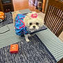 animal, blue_dress, cabinet, curious, dog, dress, floor, fur, glasses, home, indoor, pet, pink_flower, placemat, small_dog, table, tile_floor, toy_car, wood_floor, wooden_chair