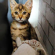 Appy participe au concours pour gagner de l'argent avec cette photo : kitten, cat, tabby, animal, pet, cute, fur, whiskers, ears, toy, plush, indoor, brick_wall, curious, small, young, sitting, portrait, closeup, feline