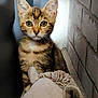 kitten, cat, tabby, animal, pet, cute, fur, whiskers, ears, toy, plush, indoor, brick_wall, curious, small, young, sitting, portrait, closeup, feline