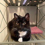 Julian joined the competition — help win amazing prizes! animal, black_cat, cat, closeup, curious, domestic_cat, feline, fur, household, indoor, looking, metal_shelf, pet, relaxed, resting, sitting, towel, whiskers, white_fur, yellow_eyes