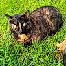 animal, cat, closeup, collar, companion, curious, daylight, fur, grass, greenery, mammal, nature, outdoor, pet, resting, summer, sunlight, tortoiseshell, wildlife, yellow_eyes
