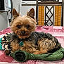 dog, yorkshire_terrier, pet, indoor, table, chair, green_jacket, pink_tablecloth, furniture, fur, collar, paw_tag, small_dog, curled_up, household_appliance, wooden_chair, cozy, domestic, companion, resting