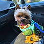 dog, small_dog, pet, car_interior, seat, leash, jacket, sunlight, tongue_out, cute, animal, canine, fur, ears, window, side_mirror, dashboard, seat_cover, daylight, inside_car