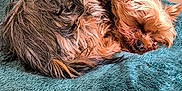 Ulk a rejoint le concours — aidez-le/la à gagner de superbes lots ! animal, blanket, cozy, curled_up, cute, dog, ears, floor, fur, furry, house, indoor, peaceful, pet, quiet, resting, sleeping, small_dog, snout, tile