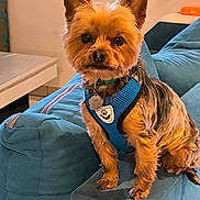 Ulk a rejoint le concours — aidez-le/la à gagner de superbes lots ! alert, animal, blue_harness, canine, collar, couch, cute, dog, domestic_animal, ears, fur, furniture, home, indoor, pet, portrait, sitting, small_dog, tag, yorkshire_terrier