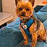 alert, animal, blue_harness, canine, collar, couch, cute, dog, domestic_animal, ears, fur, furniture, home, indoor, pet, portrait, sitting, small_dog, tag, yorkshire_terrier