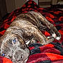 animal, bed, black, blanket, brindle, cozy, cute, dog, domestic, fur, indoor, lying_down, pattern, paw, pet, puppy, red, relaxing, snout, young